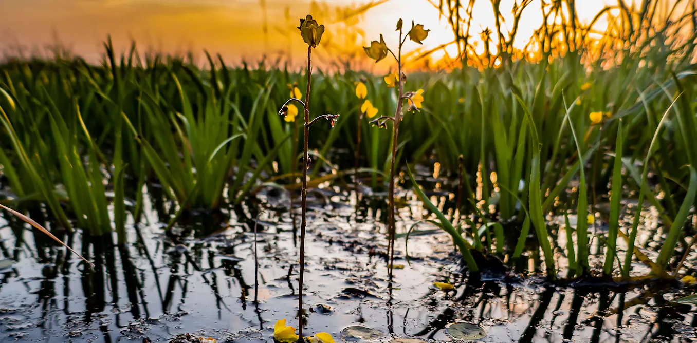 Seaweeds are not plants – and six other surprising facts about aquatic flora Seaweeds are not plants – and six other surprising facts about aquatic flora