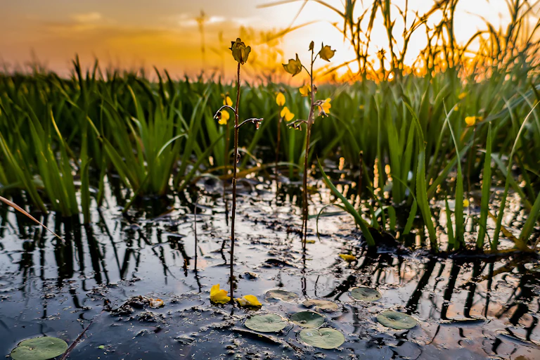 Reed-like plant with yellow flowers in pond