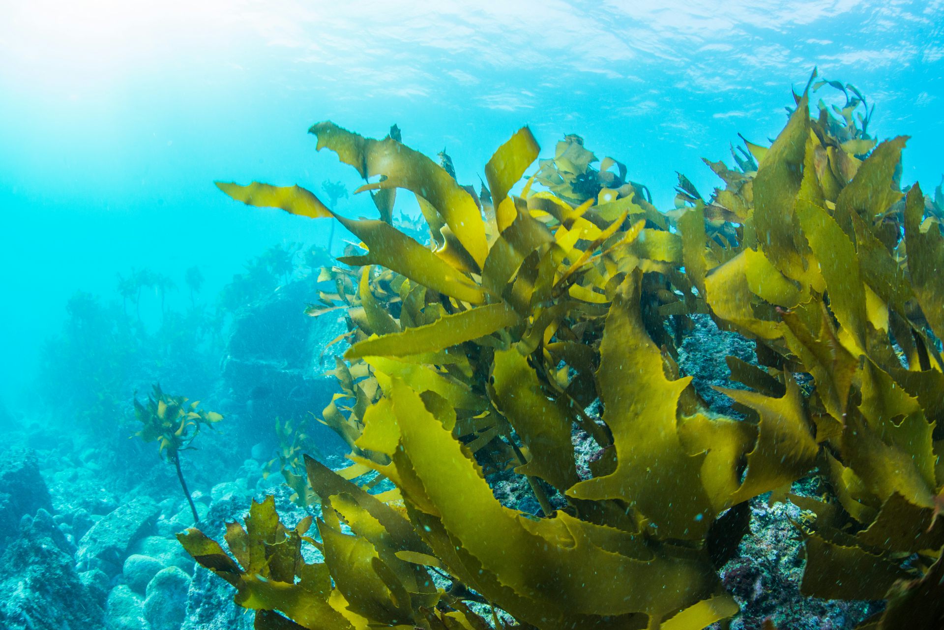 Green seaweed underwater with sun light shining through.