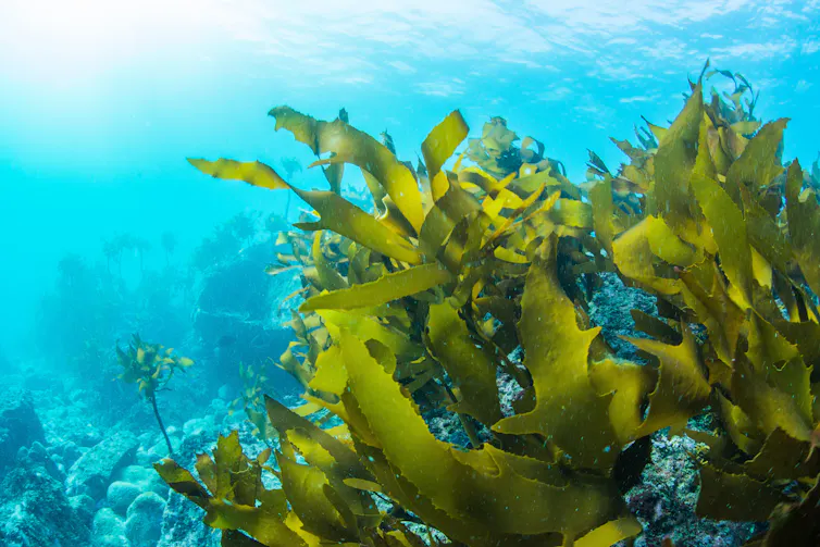 Green seaweed underwater with sun light shining through.