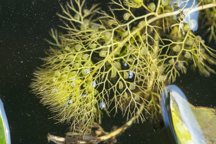 Green-yellow plant with tiny pods