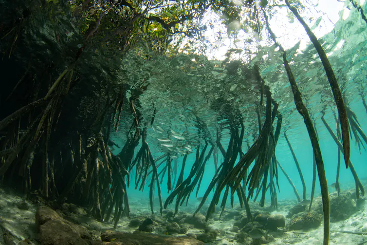 Underwater mangrove roots