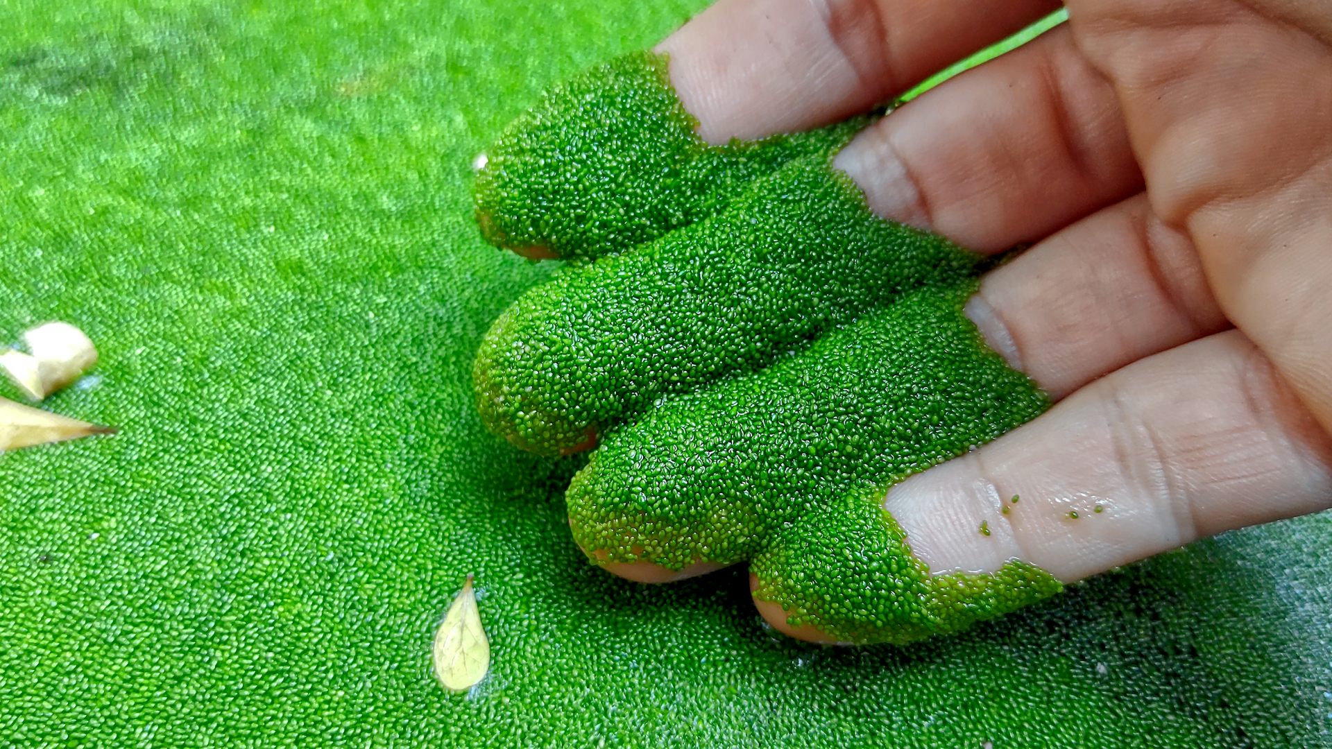 Hand covered in ultra tiny plants.