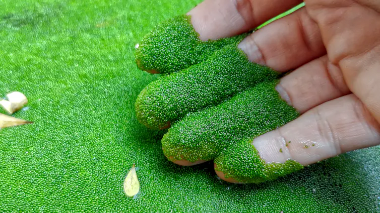 Hand covered in ultra tiny plants.