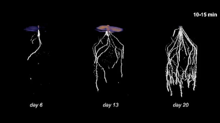 An animation shows how plants send carbon to microbes in and around their roots.