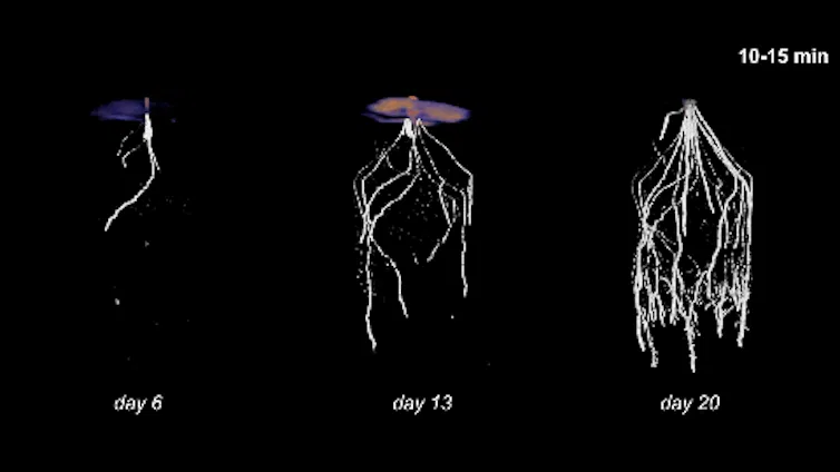 An animation shows how plants send carbon to microbes in and around their roots.