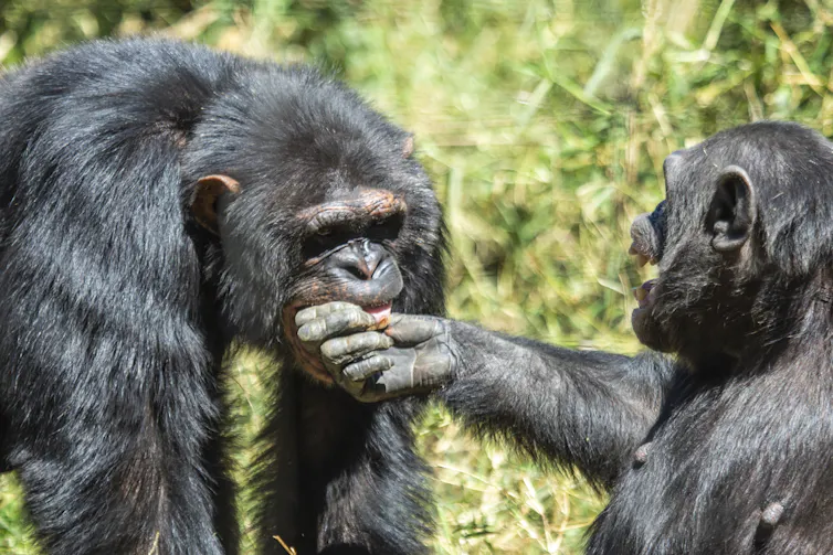 Female chimpanzee offers hand to male who takes it into his mouth.