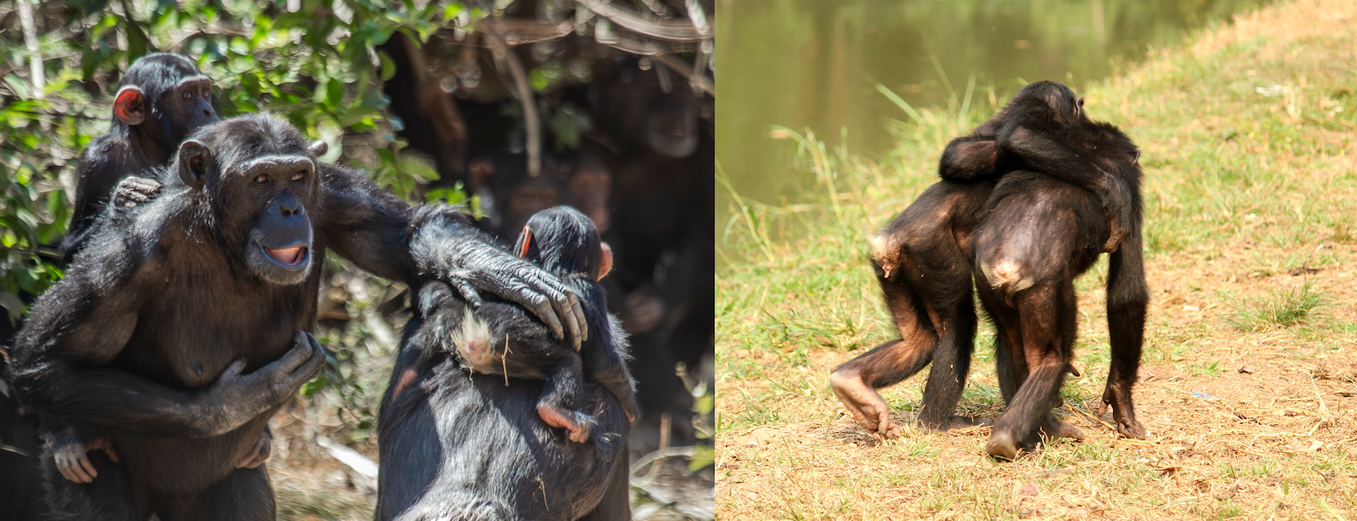 Reassuring touch kept the peace six million years before humans evolved – new research