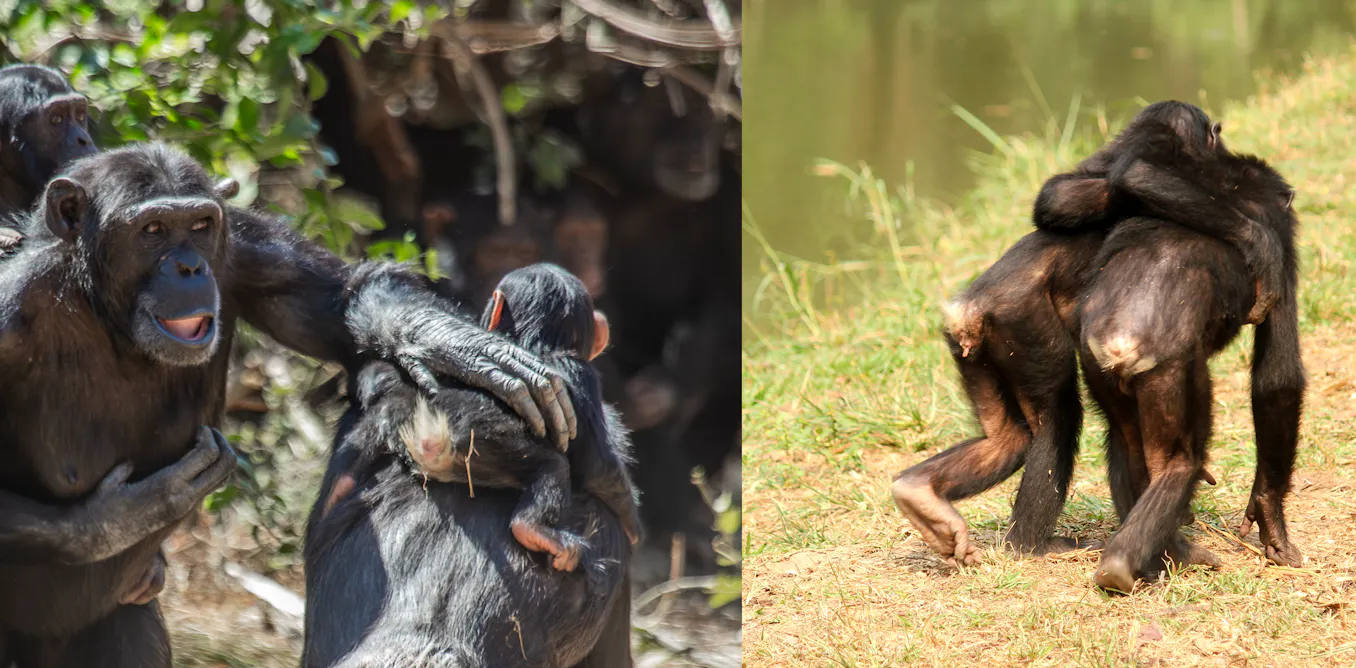 Reassuring touch kept the peace six million years before humans evolved – new research Reassuring touch kept the peace six million years before humans evolved – new research