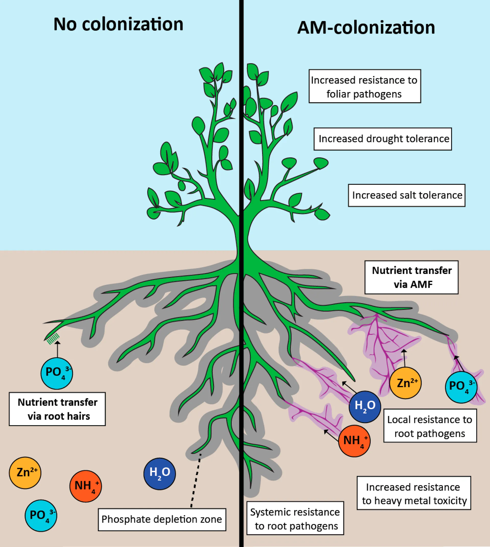 An illustration showing the difference between crops with and without the fungi
