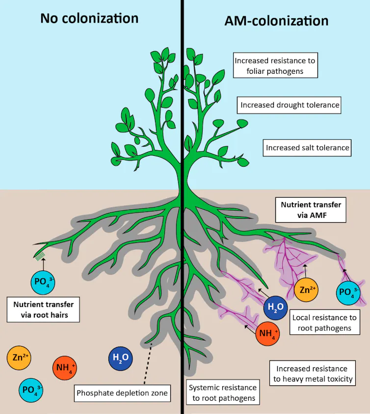 An illustration showing the difference between crops with and without the fungi