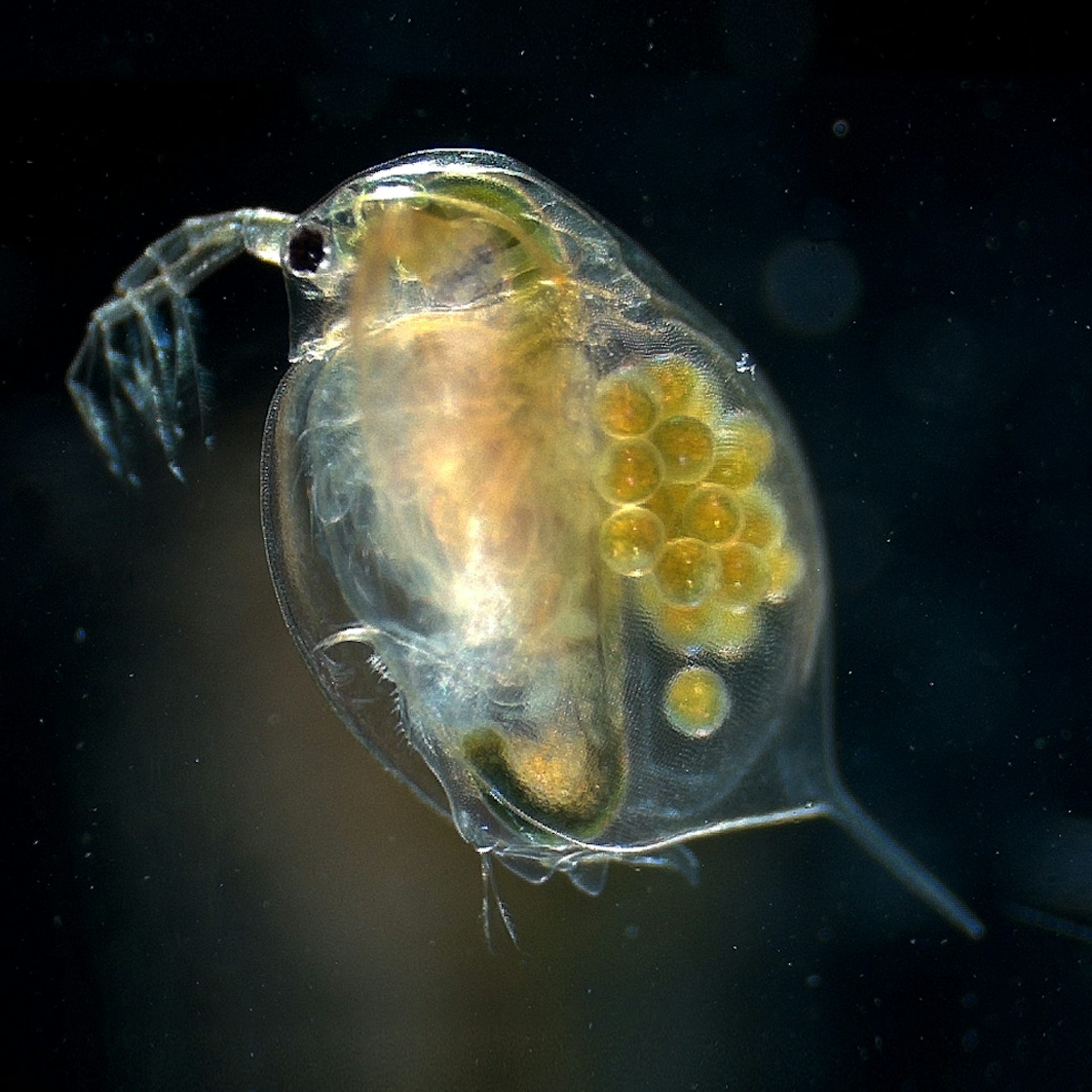 A close-up image of a see-through water creature with eggs inside.