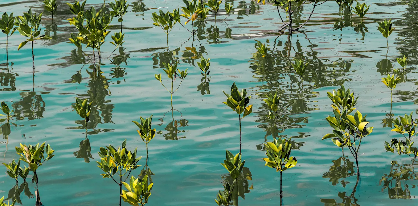 The missing link in the blue carbon agenda: The workforce The missing link in the blue carbon agenda: The workforce