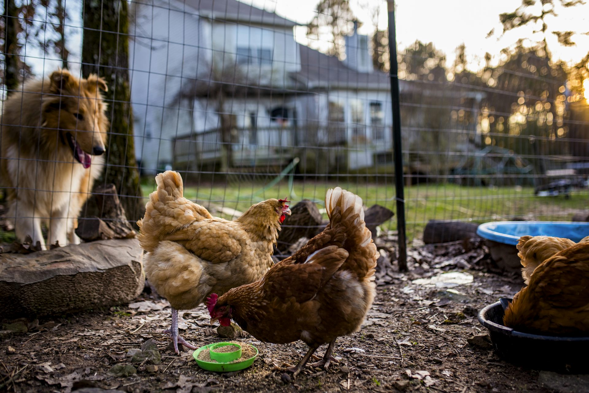 Bird flu is deadly for backyard chickens – and even cats. A vet expert explains