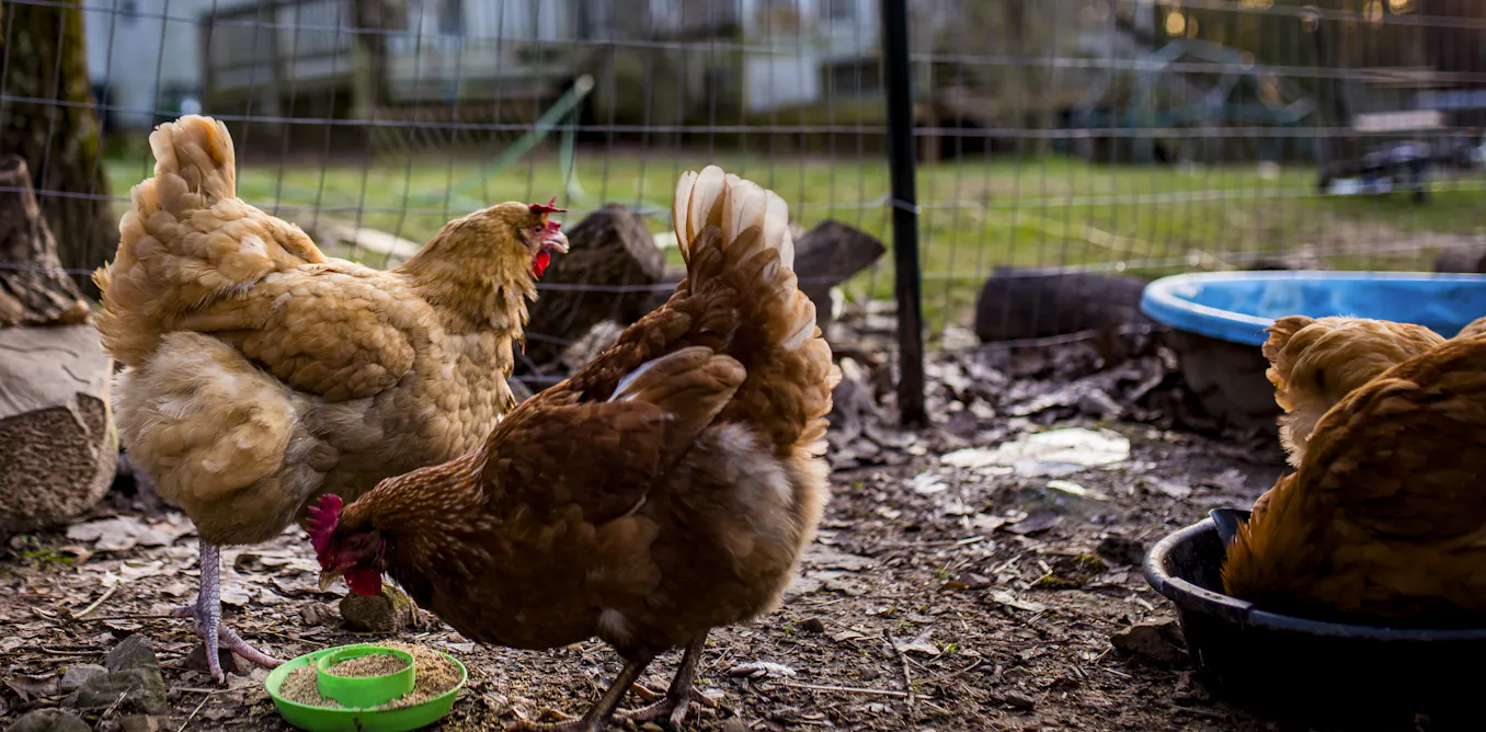 Avian Influenza H5N1 Surveillance Ramps Up Amid Poultry Outbreak Risks