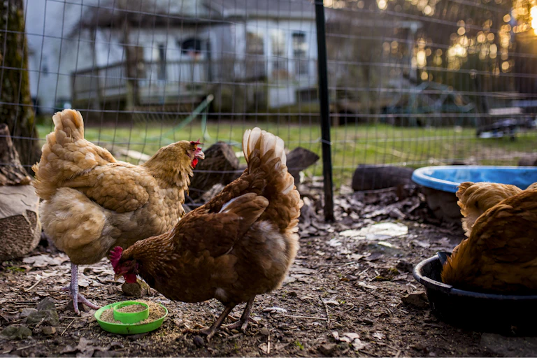 A dog watches a flock of backyard chickens in a cage.