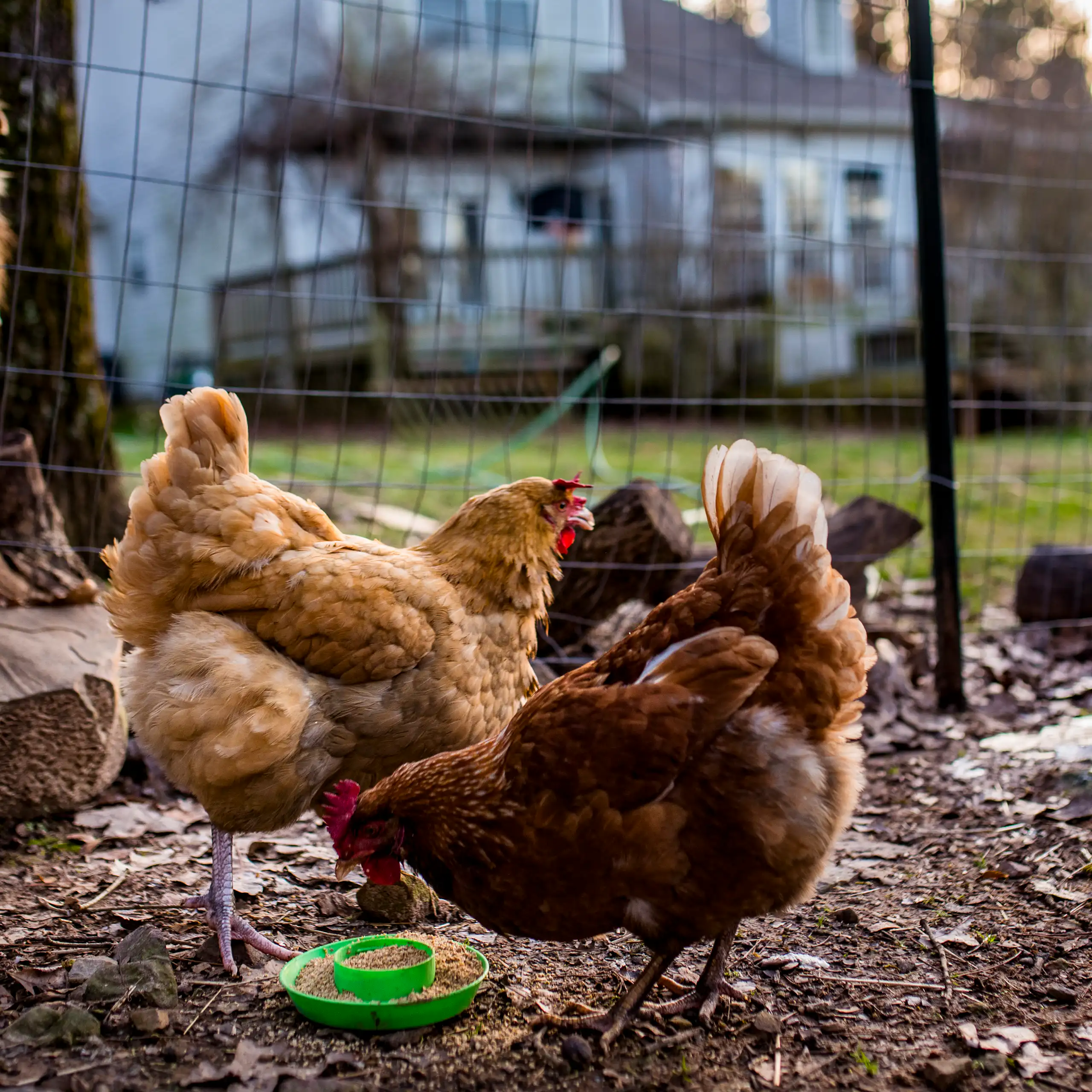 A dog watches a flock of backyard chickens in a cage.