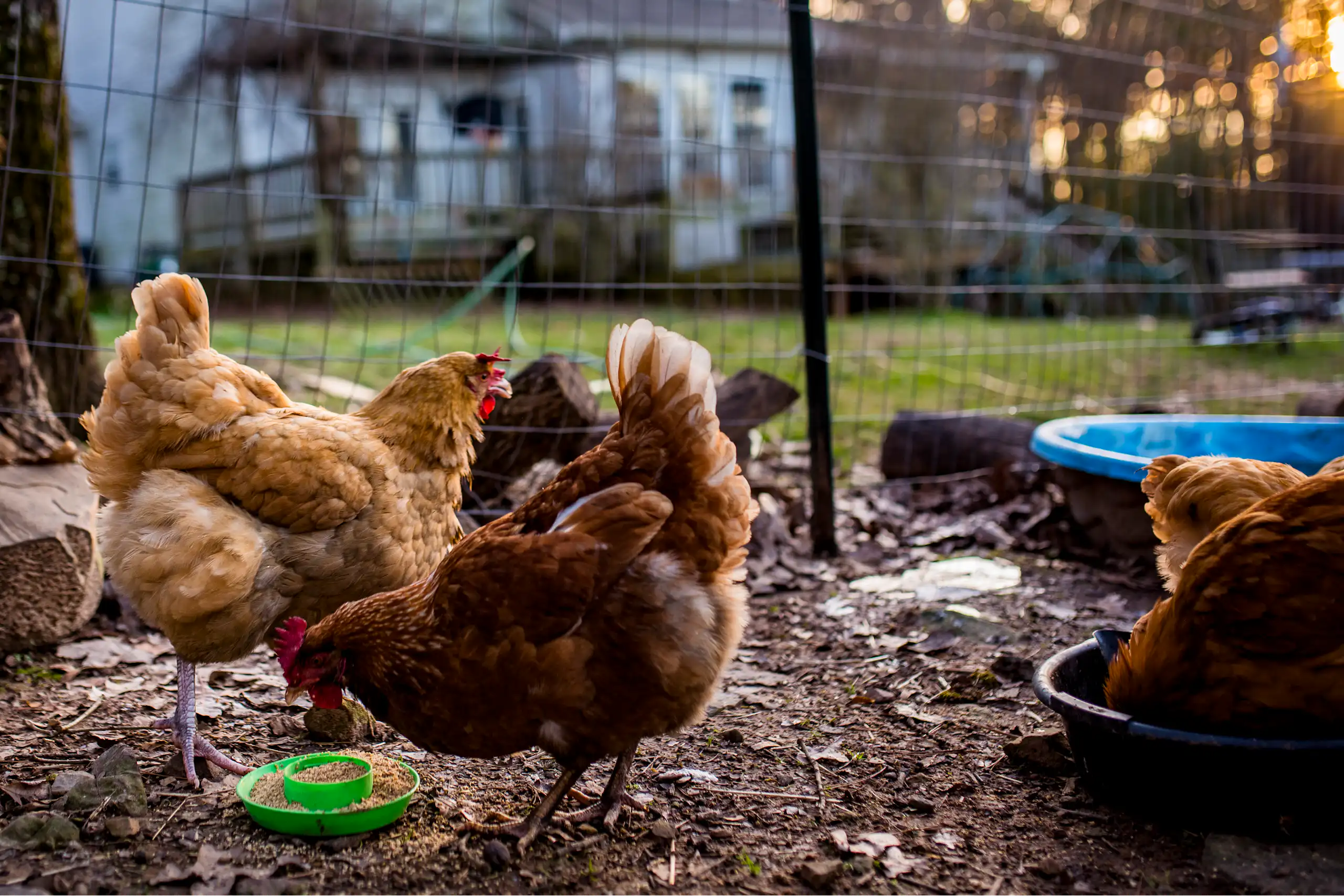 A dog watches a flock of backyard chickens in a cage.