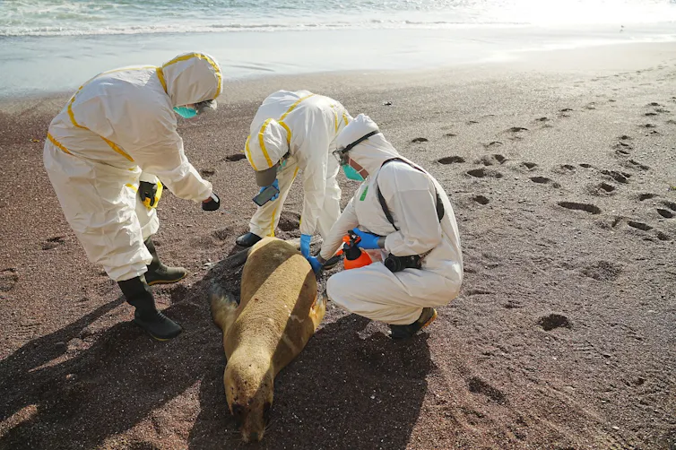 Experts in bio-hazard suits examine a dead sea lion on a beach in Peru in 2023.