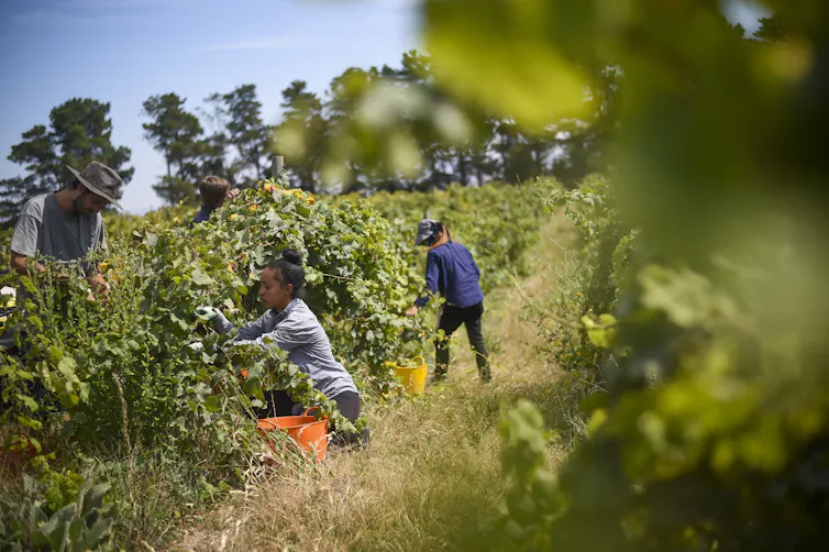 Workers gather around grapevines to harvest fruit.