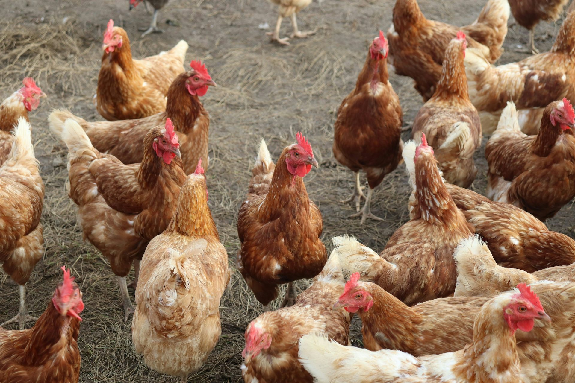 How is the Australian poultry industry preparing for a possible outbreak of bird flu?