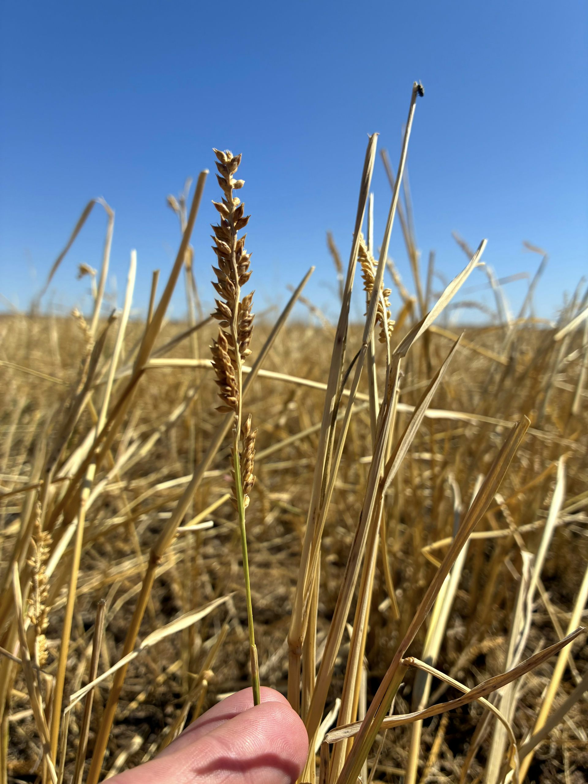 Aboriginal people harvested this native grass for millennia. Scientists have now found an odd trait in its DNA