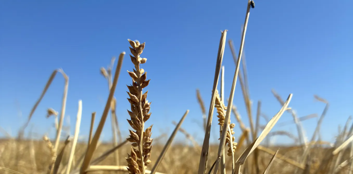 Ancient Grass Reveals Clues to Aboriginal Land Management