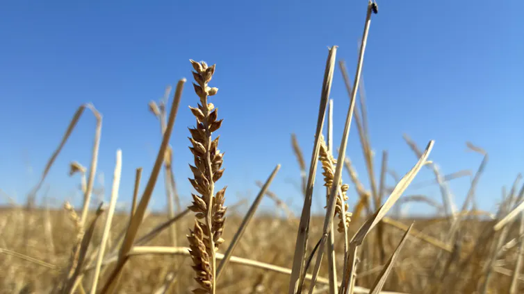 A golden grass seed against a bright blue sky.