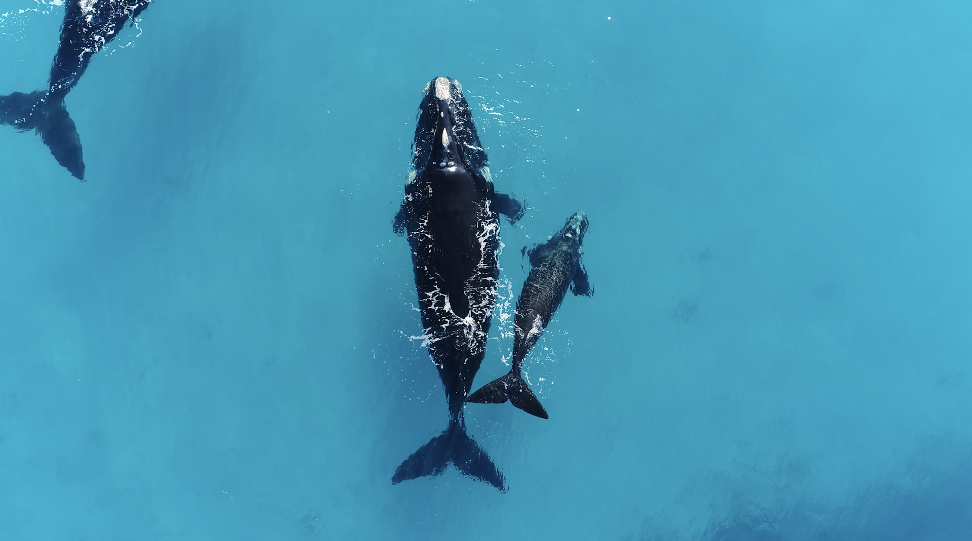 Two black whales swimming through clear, shallow, blue water.