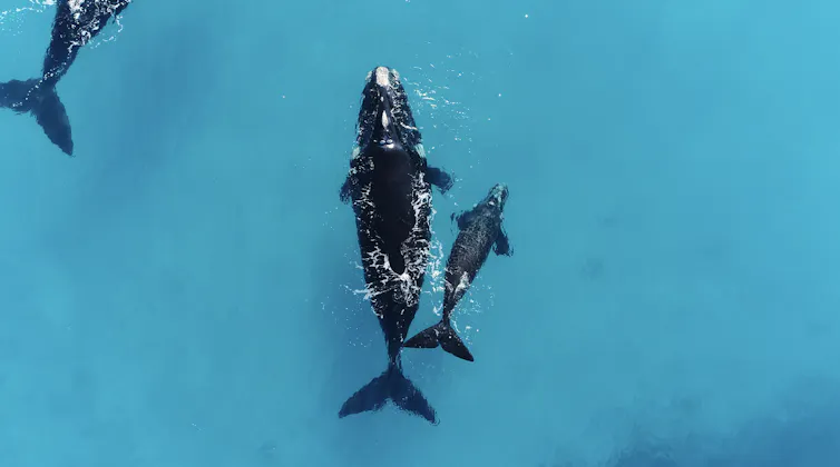 Two black whales swimming through clear, shallow, blue water.