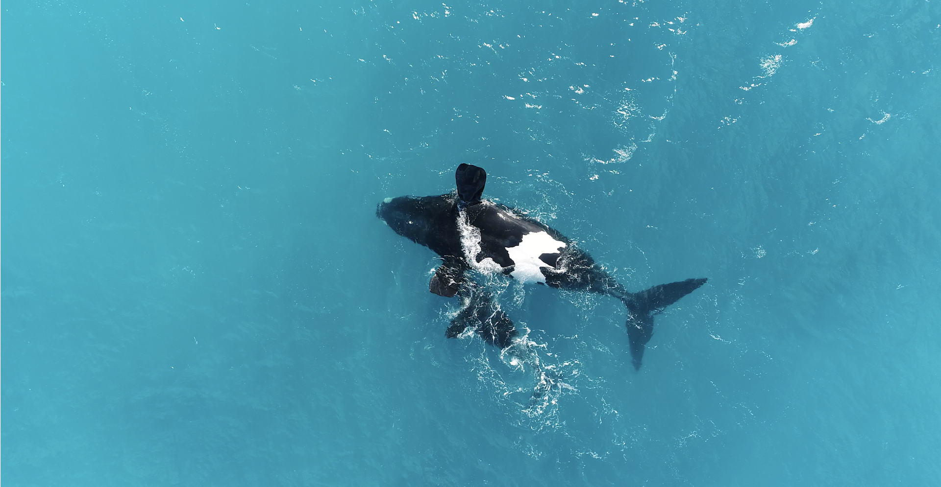 Upside-down whales aren’t sick or hurt – they’re just resting