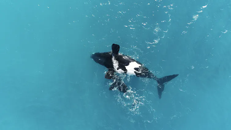 A whale and her calf in clear blue water.
