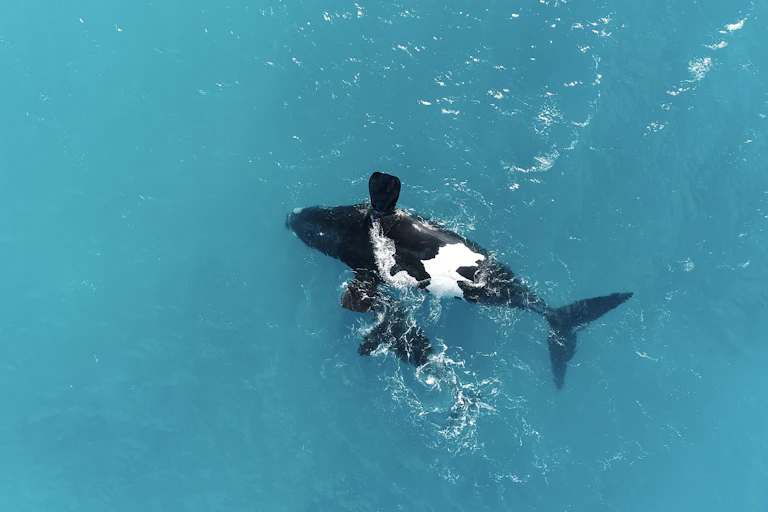 A whale and her calf in clear blue water.