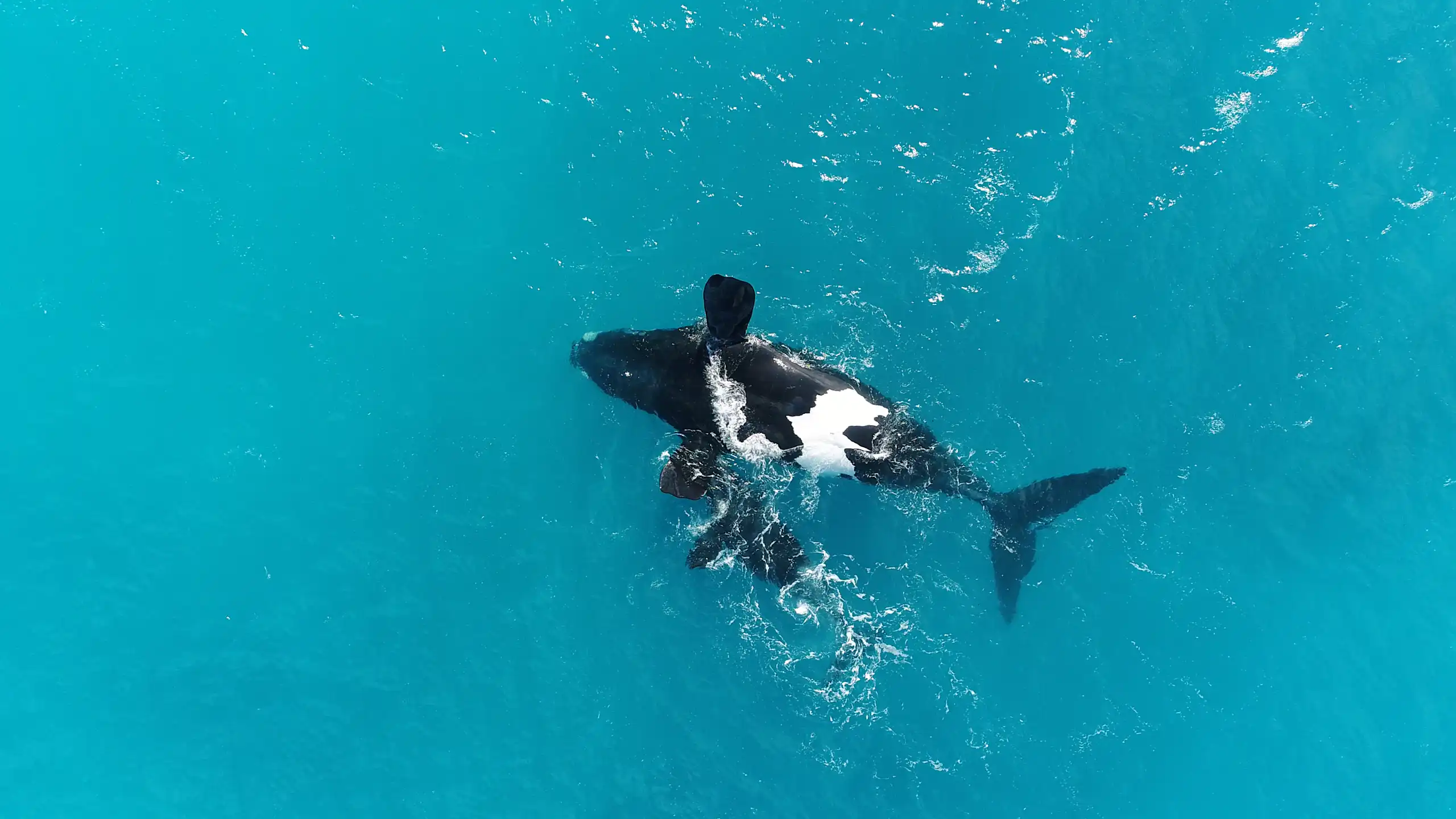 A whale and her calf in clear blue water.