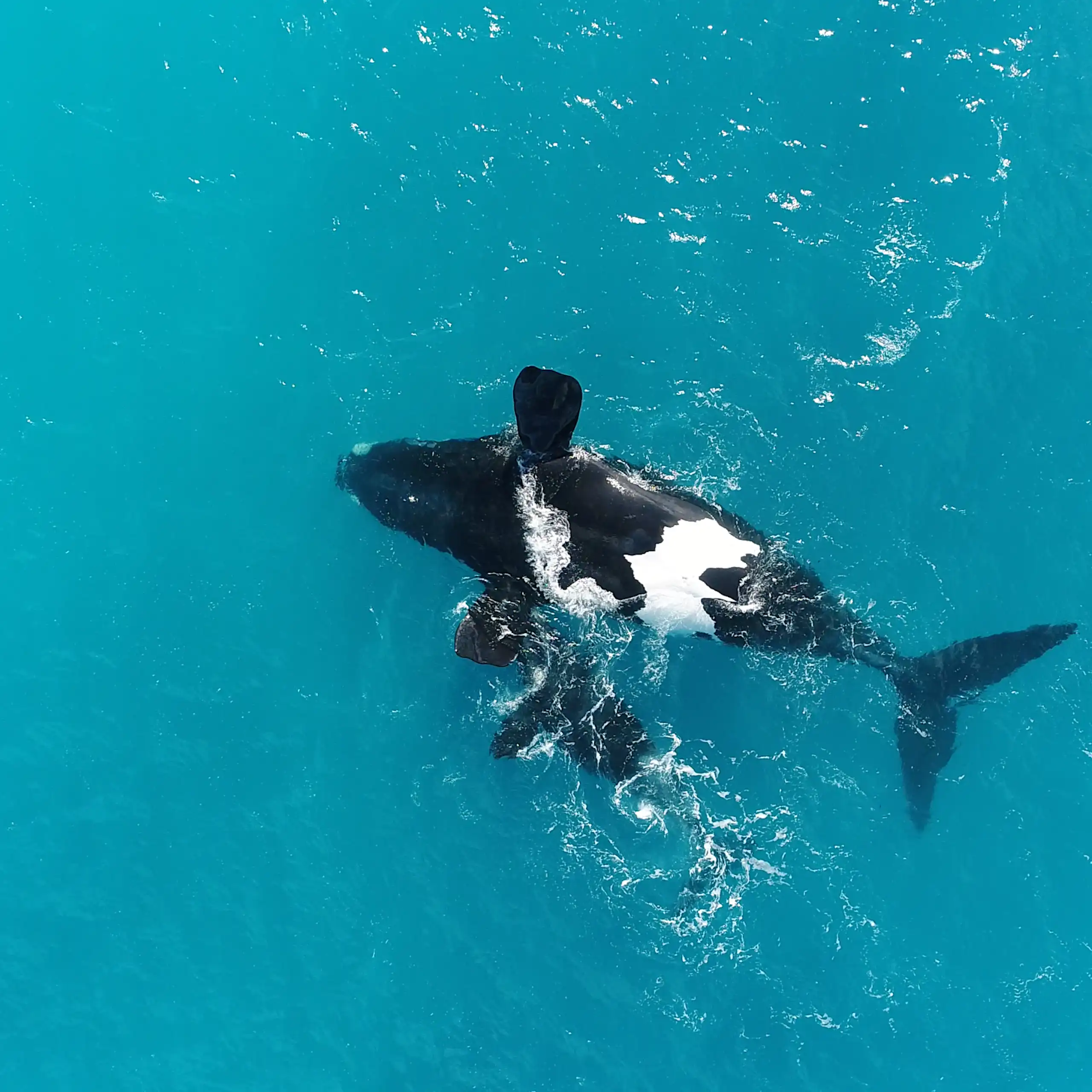 A whale and her calf in clear blue water.