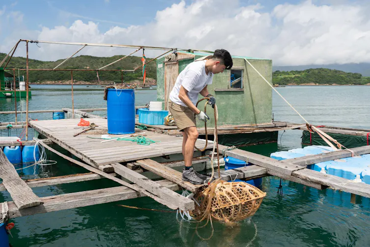 Un hombre sobre una plataforma de madera introduce un arrecife artificial en el agua