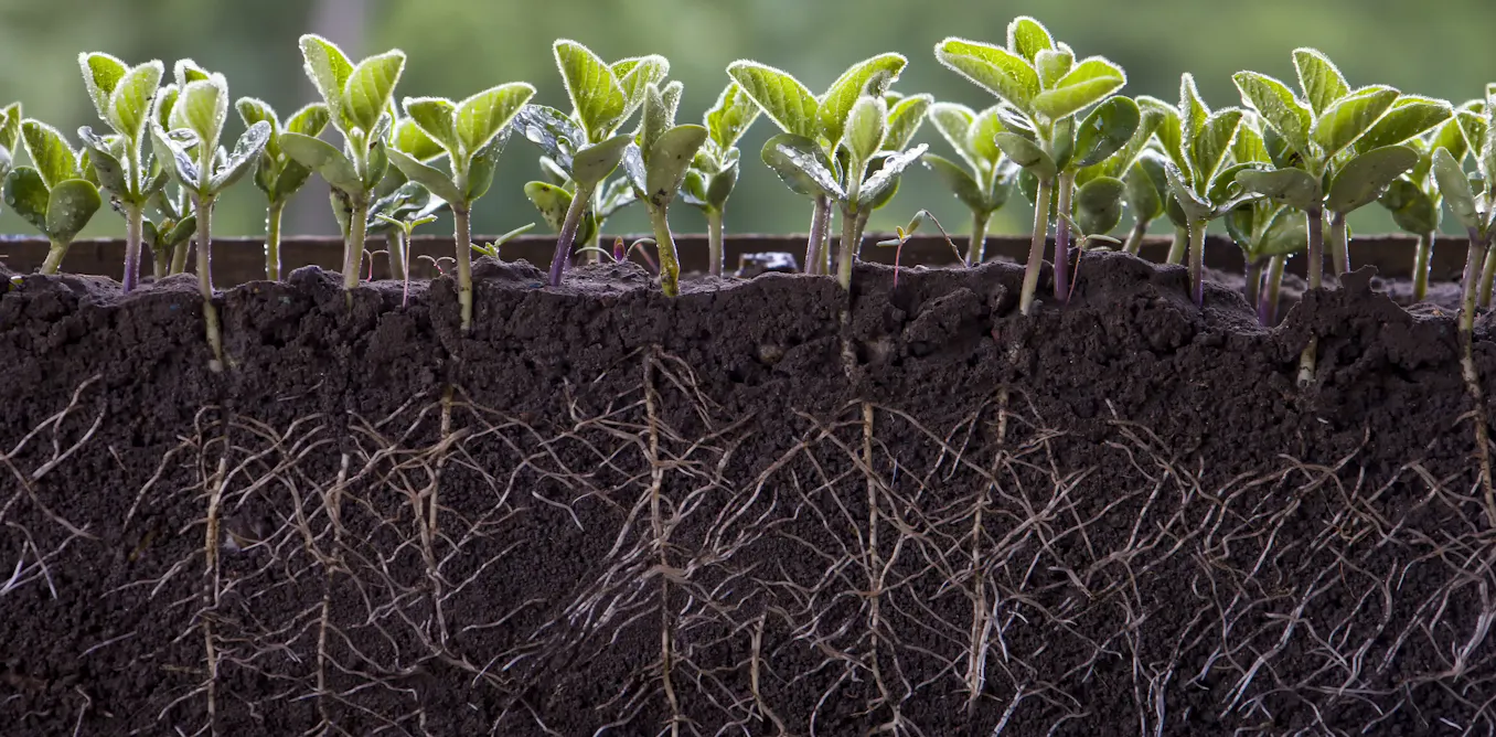 Fertilizers carry a hidden cost for soil’s crucial microbes – using less as prices rise might pay off for farms in unexpected ways Fertilizers carry a hidden cost for soil’s crucial microbes – using less as prices rise might pay off for farms in unexpected ways