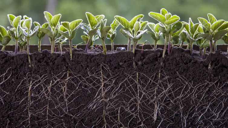 A cross section of soybean plants in soils show their roots.