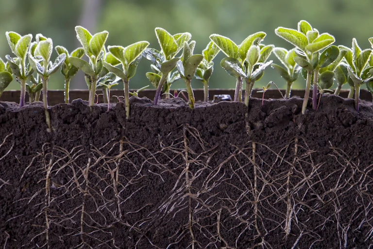 A cross section of soybean plants in soils show their roots.