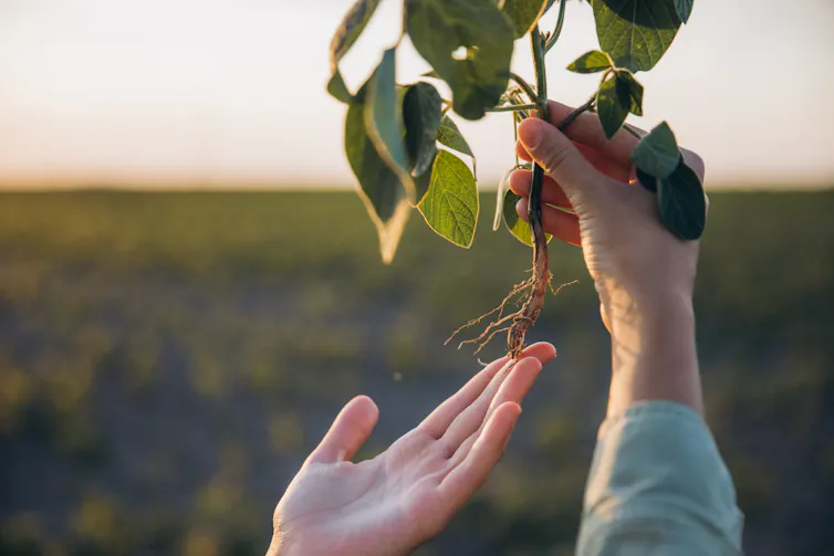 Hands hold up a soybean plant showing the roots.