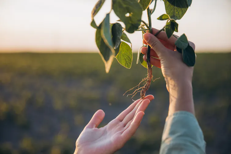 Hands hold up a soybean plant showing the roots.