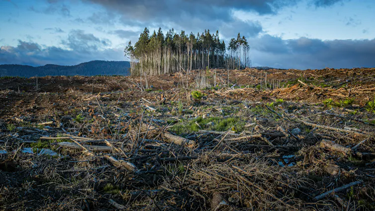 a small patch of trees surrounded by a logged area