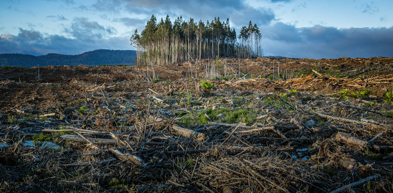 EduWireDaily — New study finds clear-cut logging can dramatically increase flood risk