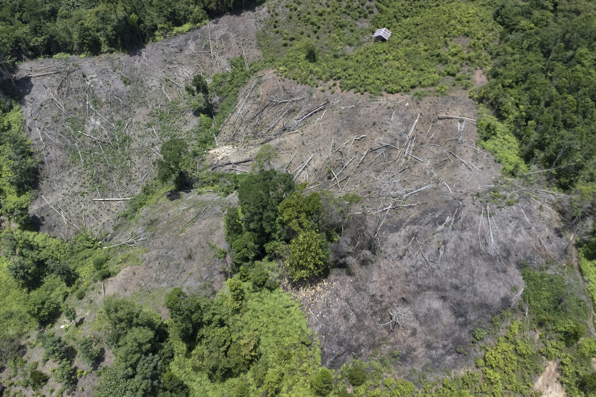 Ladera despejada