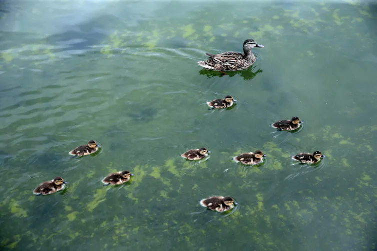 What science tells us concerning the algae bloom within the Lincoln Memorial Reflecting Pool What science tells us concerning the algae bloom within the Lincoln Memorial Reflecting Pool