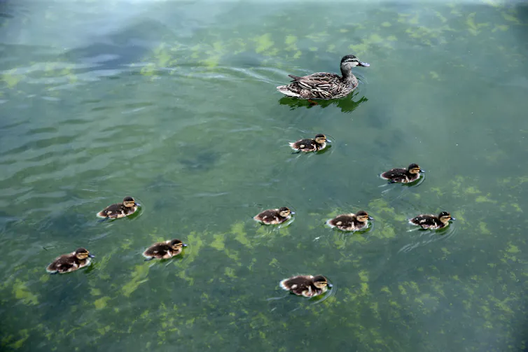 A duck and nine ducklings swim in murky green water.