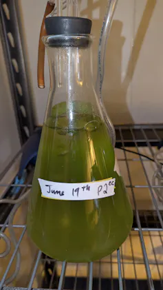 A flask containing green liquid, labelled June 19th.