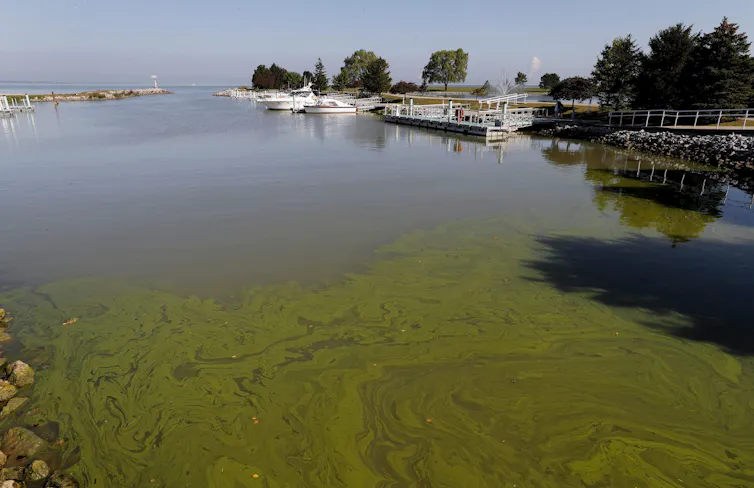 A lake with green algae in the foreground and a marina in the background.