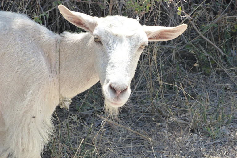 Chèvre en Crète