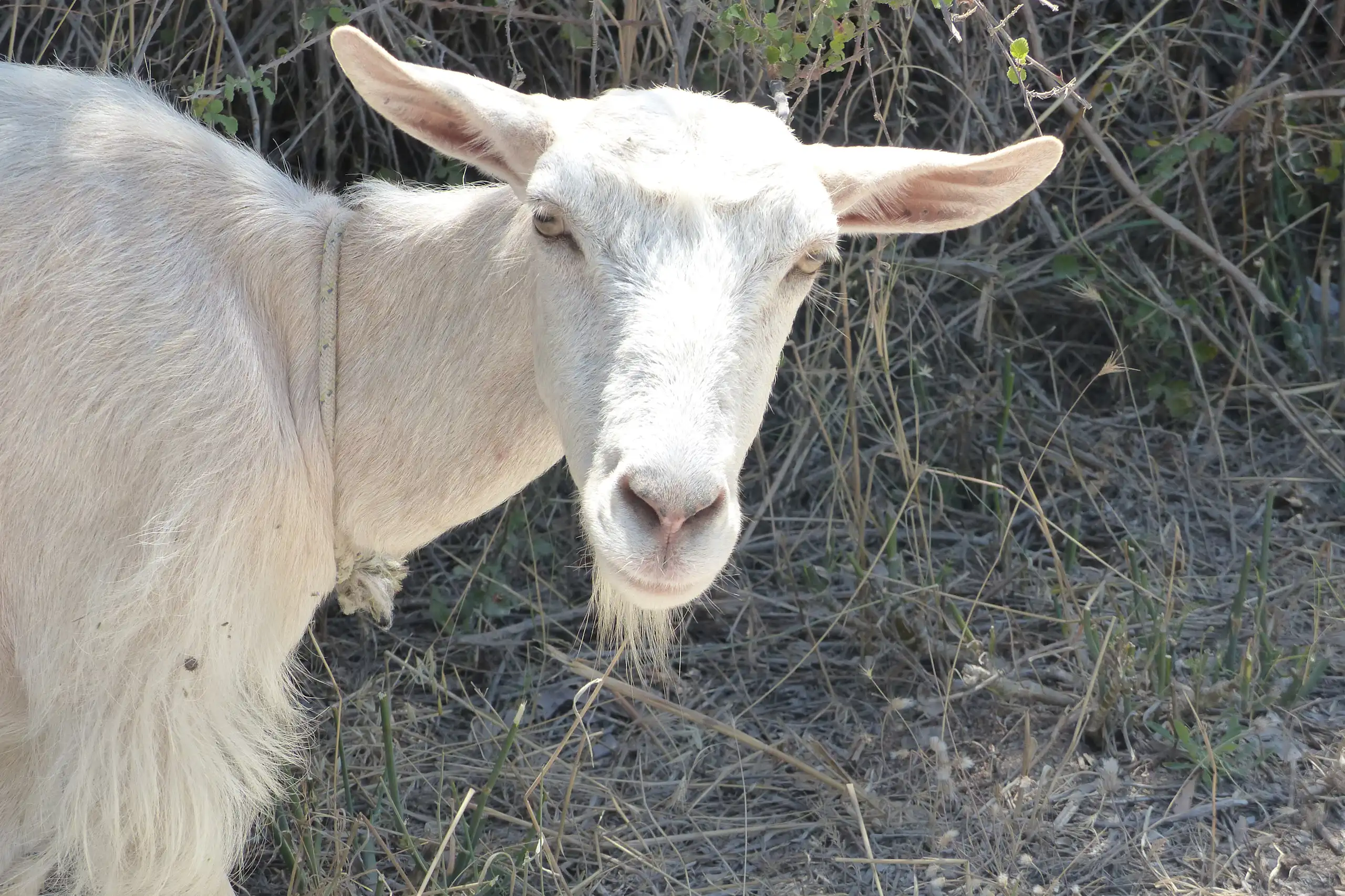 Chèvre en Crète